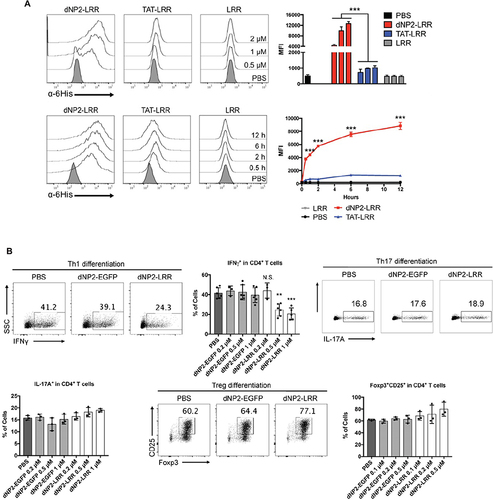 Figure 5 Cell-penetrating peptide-modified nanovaccines can improve antigen delivery efficiency. (A) The intracellular delivery efficiency of dNP2-LRR is increased compared with LRR alone. Reproduced with permission from Koo JH, Kim DH, Cha D, Kang MJ, Choi JM. LRR domain of NLRX1 protein delivery by dNP2 inhibits T cell functions and alleviates autoimmune encephalomyelitis. Theranostics. 2020;10(7):3138–3150.Citation89 Creative commons. (B) dNP2-LRR inhibits T cell activation and specifically inhibits Th1 differentiation. n=3 per group and error bars indicate S.D. Reproduced with permission from Koo JH, Kim DH, Cha D, Kang MJ, Choi JM. LRR domain of NLRX1 protein delivery by dNP2 inhibits T cell functions and alleviates autoimmune encephalomyelitis. Theranostics. 2020;10(7):3138–3150.89 Creative commons. **P<0.01 and ***P<0.001. N.S., not significant.