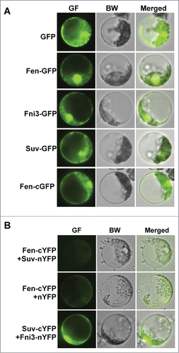 Figure 1. Subcellular localization and bimolecular fluorescence complementation (BiFC) assay using tomato protoplasts. (A). The subcellular localization of Fen, Fni3 and Suv in tomato protoplast. Except for Fen-cGFP in which GFP was fused to the C-terminal of Fen, the GFP protein was in the N terminal in all other fusion proteins. (B) Examination of interaction of Fen and Fni3 with Suv using bimolecular fluorescence complementation (BiFC) assay. Presence of green fluorescence denotes the occurrence of interaction of the 2 proteins in the cell.