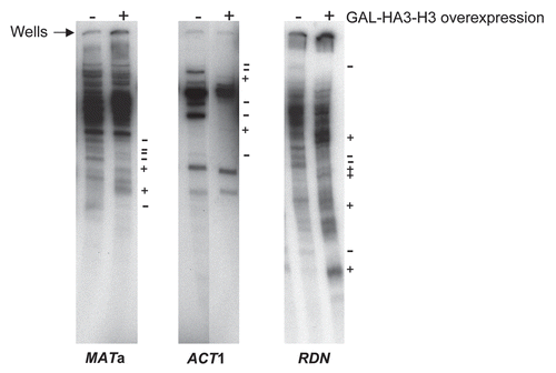 Figure 3 Indirect end-labeling analysis of chromatin following in vivo DNase I cleavage. Galactose inducible DNase I was expressed in wild type cells either expressing or not expressing GAL-HA-H3 as described previously.Citation26 The DNase I cleaved genomic DNA was purified and analyzed by indirect end-labeling with multiple cycle primer extensionCitation25 using a 32P-end-labeled primer specific to the ACT1 locus in addition to the primers for MATa and RDN loci described above in Figure 2B. The reaction products were resolved on a 5% denaturing polyacrylamide gel which was processed for autoradiography. On the right hand side of the parts, a “−” sign indicates loss of a DNase I hypersensitive site while a “+” sign indicates the gain of a site upon GAL-HTH-H3 overexpression.