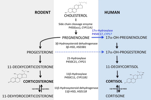 Figure 1. The GC synthesis pathways in rodents and humans. The different metabolites in the synthesis of GC (corticosterone or cortisol) from cholesterol and the enzymes involved in specific steps are indicated.