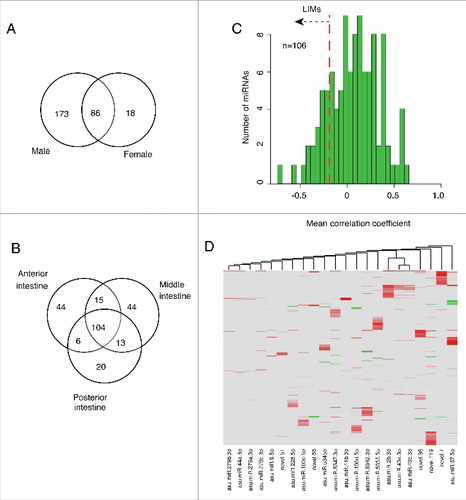 Figure 5. Intestinal miRNAs in A. suum and their predicted mRNA targets. (A) Distribution of miRNAs between genders; (B) miRNAs detected in each intestinal region in male worms. (C) Correlation between miRNA abundance and expression levels of predicted mRNA targets. Mean expression levels of all the predicted targets of each miRNA were calculated. The figure shows a histogram for all miRNAs that were detected in at least 4 different samples (106 miRNAs), resulting in robust correlation coefficients with the target genes. The red line indicates the threshold for the lowest quintile which was used to identify LIMs. (D) LIMs-target mRNA abundance correlations. Clustering of both groups was done based on correlation coefficients.