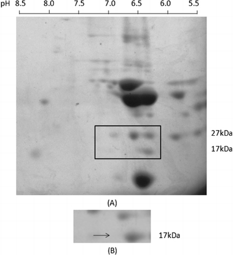 Figure 2. 2DE and IgE immunoblot analysis of largemouth bass allergens. (A) Coomassie blue-stained 2D gel (the prominent 17-kDa and 27-kDa proteins separated into distinct spots are shown by the arrows); (B) IgE immunoblot showing the positive reaction with the 17-kDa and 27-kDa protein spots. 2DE profiles were transferred onto a nitrocellulose membrane and probed with pooled sera from P1–15.