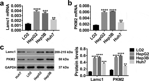 Figure 2. High expression levels of Lamc1 and PKM2 in HCC lines RT-PCR and western blot were used to detect the expression of Lamc1 and PKM2 in LO2 (normal hepatocytes), HepG2, Hep3B and Huh7 (HCC cell lines) cells. (a,b) After the RNA extraction, the mRNA expression of Lamc1 (a) and PKM2 (b) relative to GAPDH were respectively detected. (c) After the protein extraction, the levels of Lamc1 and PKM2 protein were detected. With three repeated independent experiments, the data were expressed as mean ± SD, LO2 as a control, **P < 0.01, ***P < 0.001, and ****P < 0.0001.