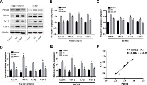 Figure 5 Effect of AST on P2X7R, IL-1β, Cox-2 and TNF-α expression in rats. (A) The protein P2X7R, TNF-a, IL-1β and Cox-2 levels in cortex and hippocampus. (B) The relative protein levels of P2X7R, TNF-α, IL-1β and Cox-2 in hippocampus. (C) The relative protein levels of P2X7R, TNF-α, IL-1β and Cox-2 in cortex. (D) The relative mRNAs levels of P2X7R, TNF-α, Cox-2 and IL-1β in the hippocampus. (E) The relative mRNAs levels of P2X7R, TNF-α, IL-1β and Cox-2 in the cortex. (F) Pearson correlation analysis of mRNA expression of P2X7R and IL-1β RNA in hippocampus of SE group. The relative expression of protein and mRNA were normalized to β-actin expression. Values are presented as the mean ± SD (n=5, *p < 0.05, **p < 0.01vs. Control; #p < 0.05, ##p < 0.01vs. SE).