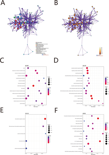 Figure 6 GO/KEGG enrichment analysis. (A) Network diagram of the top 20 enrichment functions the top 20 enriched terms in KEGG analysis. Cluster ID to indicate the color. Each node is an enriched term. (B) Network diagram of the top 20 enrichment functions. P value indicates the color. Each node is an enriched term. (C) GO BP enrichment results dot plot. The size of the dot represents the count number, and the color represents P value. (D) GO MF enrichment results dotplot. (E) GO CC enrichment results dot plot; (F) KEGG enrichment results.