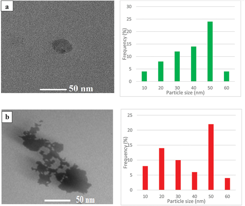 Figure 10. TEM images and histogram: (a) Pongamia pinnata, (b) Kigelia africana.