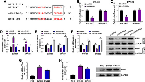 Figure 5 MSI1 was a downstream target of miR-296-5p in CRC cells. (A) The binding sequence between MSI1 and miR-296-5p was predicted by starBase. (B and C) SW480 and SW620 cells were co-transfected with MSI1-WT or MSI1-MUT and miR-NC or miR-296-5p, and then the luciferase activity was measured through dual-luciferase reporter assay. (D and E) The expression levels of miR-296-5p and MSI1 mRNA was determined by qRT-PCR in SW480 and SW620 cells transfected with miR-NC, miR-296-5p, anti-miR-NC, or anti-miR-296-5p. (F) The protein abundance of MSI1 was detected by Western blot analysis in SW480 and SW620 cells transfected with miR-NC, miR-296-5p, anti-miR-NC, or anti-miR-296-5p. (G and H) The mRNA and protein expression of MSI1 in CRC cells (SW480 and SW620) and FHC cells were analyzed by qRT-PCR and Western blot analyses, respectively. *P<0.05.