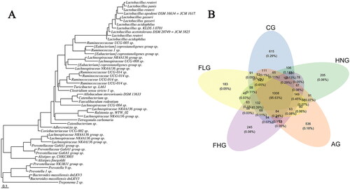 Figure 6. (A) Phylogenetic tree of high abundance OUT. (B) Venn diagram analysis of differences in OTU distribution in each group.