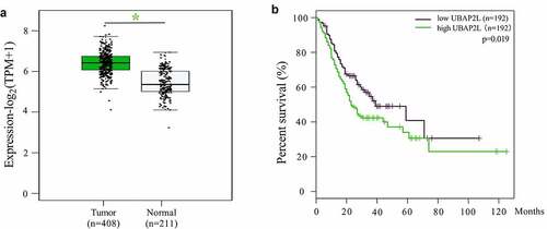Figure 1. The expression of UBAP2L in gastric cancer and survival of gastric cancer patients from GEPIA database