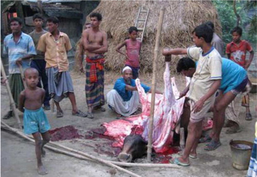 Fig. 2 Butchering a cow on the back yard in front of the cowshed, Sirajgonj District, Bangladesh, 2010.