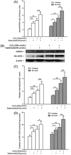Fig. 4. Activities and expression of catalase and Mn-SOD in primary-cultured RECs.Notes: mRNA expression (A), protein levels (B and C), and activities (D) of catalase and Mn-SOD in RECs treated by either salidroside alone or H2O2 with or without salidroside (n = 4/group). (*p < 0.05, **p < 0.01).