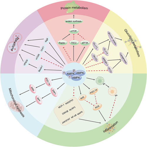 Figure 1 Main functions of the AMPK signaling pathway.