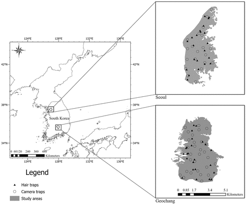 Figure 1. Map of the study areas in South Korea and locations of hair traps (Seoul, n = 22; Geochang, n = 24; closed triangles) and camera traps (Seoul, n = 20; Geochang, n = 34; open circles). Note that gray areas (right) are enlarged study areas at each site. The 1,080 randomly located transects used to perform FSC are not shown to avoid overplotting.