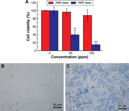 Figure 6 In vitro PTT.Notes: (A) 4T1 cell viability treated with or without 808 nm NIR laser (5 minutes, 1 W/cm2), cells were coincubated with SP-MoS2 nanosheets with different Mo concentrations as shown in x-axis (mean ± SD, n=3). (B and C) Trypan blue staining of 4T1 cells coincubated with SP-MoS2 without (B) and with (C) NIR irradiating (5 minutes, 1 W/cm2). “−” and “+” mean without, with, respectively. The P value of 0.05 was selected as the significance level. Data presented as mean ± SD, n = 3, (**) P<0.01, and (***) P<0.001, respectively.Abbreviations: NIR, near-infrared; PTT, photothermal therapy; SD, standard deviation; SP-MoS2, soybean phospholipid-encapsulated MoS2.