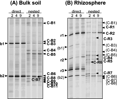 Figure 1  18S rDNA denaturing gradient gel electrophoresis profiles of the fungal community using direct and nested polymerase chain reaction (PCR) in untreated control plots (2, 4 and 9) at 2 months in the second trial (December 2002). (A) Bulk soil and (B) rhizosphere soil. Bands from direct PCR were labeled with lower-case letters indicating their sampling site (b, bulk soil; r, rhizosphere soil), followed by arbitrarily assigned band numbers. Bands from nested PCR are labeled with upper-case letters indicating their nature (C, bands detected consistently in control plots) and sampling site (B, bulk soil; R, rhizosphere soil), followed by band numbers.