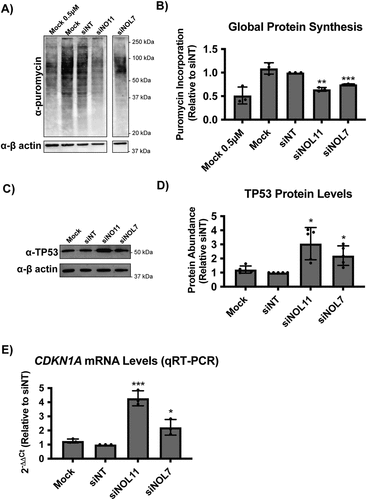 Figure 6. NOL7 siRNA depletion reduces global protein synthesis and causes the nucleolar stress response in MCF10A cells.