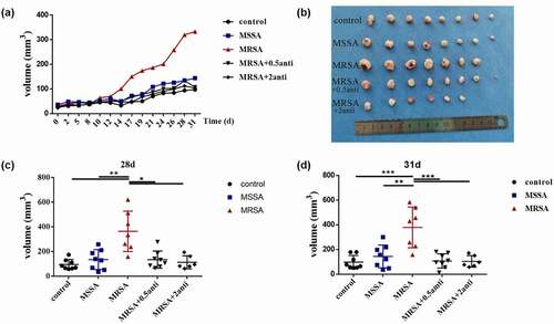 Figure 4. The increased FnBPA protein from MRSA promoted the development of squamous cell carcinoma in vivo. (a) Tumor volumes after the treatment of control, MSSA, MRSA and MRSA + FnBPA antibody groups. (b) The tumors from control, MSSA, MRSA and MRSA + FnBPA antibody groups after 31 days. (c) Tumor volumes from control, MSSA, MRSA and MRSA + FnBPA antibody groups after 28 days. (d) Tumor volumes from control, MSSA, MRSA and MRSA + FnBPA antibody groups after 31 days. *p < 0.05; **p < 0.01; ***p < 0.001 (n = 8, one mouse died accidentally in the MRSA group and two mice died in the MRSA+2 anti group).