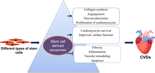 Figure 7 Applications of exosomes derived from stem cells in the treatment of cardiovascular diseases.