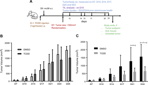 Figure 2 (A) Schematic of MC38 tumor study on C57BL/6 mice with TCDD treatment. (B) MC38 tumor burden with one dose of TCDD (1 µg/mouse). (C) MC38 tumor burden with three doses of TCDD (1 µg per dose). The mice in the study were measured using a balance and recorded in the STUDYLOG database. The tumors were measured twice a week. Error bars represent means±SD, n=6–12 (B); n=8–10 (C); **p<0.005; ***p<0.0005.Abbreviations: D, day; wt, weight; TIL, tumor-infiltrating lymphocytes; s.c., subcutaneous.