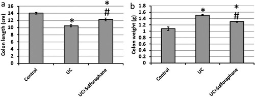 Figure 1. Effect of ulcerative colitis (UC) and 15 mg/kg sulforaphane on colon length (a) and weight (b). *Significant difference as compared with control group at p < .05. #Significant difference as compared with UC group at p < .05.