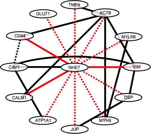 Figure 4.  The NHE7 interactome. NHE7 binding proteins identified in the present study by affinity capture and MS was highlighted in red dotted lines, where solid red lines indicate binding was further confirmed by co-immunoprecipitation of endogenous proteins or pull-down assays. Black lines indicate previously identified protein-protein interactions. TPM4, tropomyosin 4; ACTB, β-actin; MYL6B, myosin light polypeptide 6; VIM, vimentin; DSP, desmoplakin; MYH9, myosin heavy chain 9; JUP, junction plakoglobin; ATP1A1, Na+/K+-ATPase α1 subunit; CALM1, calmodulin 1; CAV1, caveolin 1; GLUT1, glucose transporter 1.