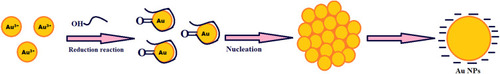 Figure 5 The proposed mechanism of reduction of gold ions to gold nanoparticles.