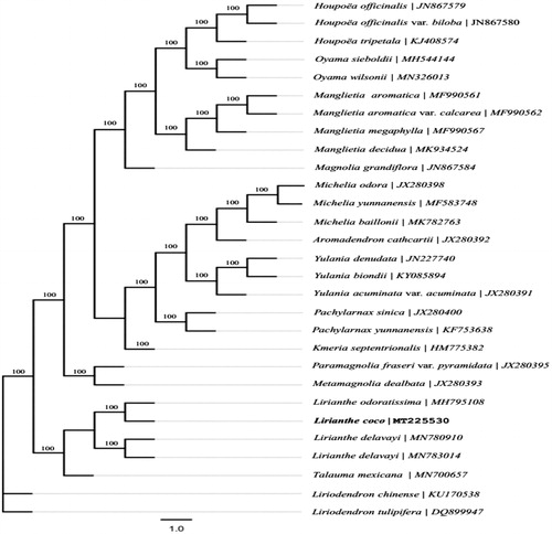 Figure 1. The maximum-likelihood tree based on the chloroplast genomes of 26 species of Magnolioideae and 2 species of Liriodendroideae in the family Magnoliaceae. Bootstrap values (1000 replicates) are shown at the nodes.