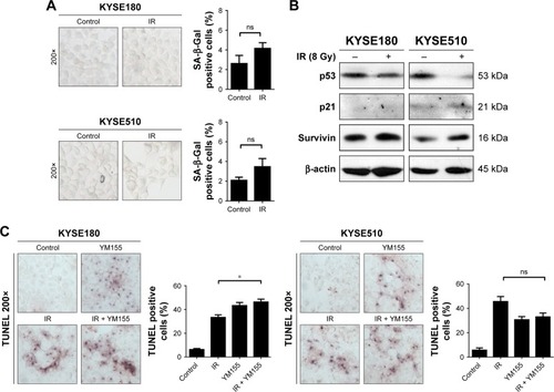 Figure 4 YM155 could not enhance apoptosis in KYSE510 and KYSE180 cells. (A) Representative images of SA-β-Gal (green) staining for the KYSE510 and KYSE180 cells. The cells were treated with YM155 1 day before exposure to 8 Gy radiation. The cells were subjected to SA-β-Gal staining 3 days later; the quantifications are shown on the right. Values are represented as the mean ± SD (n = 3) for each treatment (ns, p > 0.05). (B) The protein levels of p53, p21, and survivin were evaluated by Western blotting. (C) Representative images of TUNEL assay (purple) staining for the KYSE510 and KYSE180 cells; the quantifications are shown on the right. Values are represented as the mean ± SD (n = 3) for each treatment (*p < 0.05).