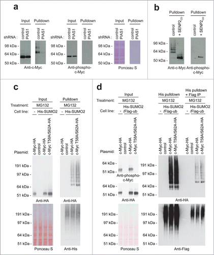 Figure 5. For figure legend, see page 1879. Figure 5 (See previous page). Co-modification of c-Myc by SUMO and phosphorylation. (A) U2OS cells stably expressing His-SUMO2 were treated with lentiviruses encoding control or PIAS1 shRNA. Upon knockdown, cells were treated with MG132 and a His pulldown was performed. Samples were analyzed by SDS-PAGE and immunoblotting using anti-c-Myc and anti-phospho-c-Myc antibodies. Ponceau S staining was used as a loading control. (B) U2OS cells stably expressing His-SUMO2 were treated with MG132 and a His pulldown was performed. These pulldown samples were treated or not with SENP2 catalytic domain. SDS-PAGE and immunoblotting were performed using anti-c-Myc and anti-phospho-c-Myc antibodies. (C) U2OS cells stably expressing His-SUMO2 were transfected with a control plasmid, HA-tagged c-Myc wild-type or HA-tagged c-Myc T58A/S62A. The parental U2OS cell line was transfected with the c-Myc-HA plasmid and included as a negative control for the enrichment of His-SUMO2 conjugates. Three days after transfection these cells were treated for 6 hours with the proteasome inhibitor MG132, lysed and a His-SUMO2 pulldown was performed. Input and His pulldown samples were separated by SDS-PAGE, transferred onto a membrane and incubated with antibodies to detect the HA-tag or the His-tag. (D) U2OS cells stably expressing His-SUMO2 and Flag-ubiquitin were transfected with a control plasmid, HA-tagged c-Myc wild-type or HA-tagged c-Myc T58A/S62A. Three days after transfection these cells were treated for 6 hours with MG132, lysed and a double His-SUMO2 plus Flag-ubiquitin purification was performed. Input, His pulldown and His plus Flag purified samples were separated by SDS-PAGE, transferred onto a membrane and incubated with antibodies to detect phosphorylated c-Myc, the HA-tag or the Flag-tag.