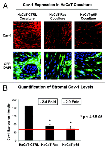 Figure 5. Ras oncogene activation and inflammation drive a loss of Cav-1 expression in adjacent cancer-associated fibroblasts. (A) HaCaT epithelial cells (control, H-Ras [G12V], or NFkB [p65]) were co-cultured for 4 days with hTERT-immortalized fibroblasts (GFP+). Then, the cells were fixed and immunostained with specific antibody probes. Note that a loss of stromal Cav-1 occurs only in fibroblasts co-cultured with HaCaT-Ras and HaCaT-p65 cells. HaCaT control cells did not induce a loss of Cav-1 in stromal fibroblasts. DAPI (blue nuclear staining) is also shown for reference. (B) Image quantitation regarding the oncogene-induced loss of stromal Cav-1 is presented; note that there is a significant 2–3-fold reduction in Cav-1 expression.