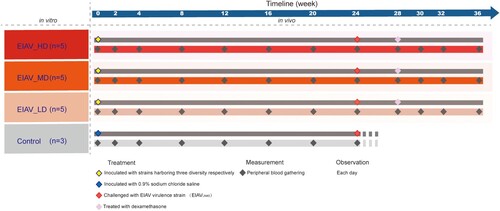 Figure 2. The timeline of treatment and periodical measurement on experimental horses undergoing inoculation with env diversity-varied EIAV strains in vivo. The three env diversity-varied EIAV strains are represented by the three brown colour gradients. Fifteen experimental horses were randomly divided into three groups and were inoculated with three env diversity-varied EIAV strains respectively. Another three horses (light-grey colour) were chosen as sham control. Within each inoculated group, inoculation (day 0), challenge (24 weeks) and immunosuppression (28 weeks) are dotted along the upper line. Administration of dexamethasone for 14 days could inhibit the host immunity continuously to reach an immunosuppressed status. Peripheral blood was sampled approximately every two weeks in survivors.