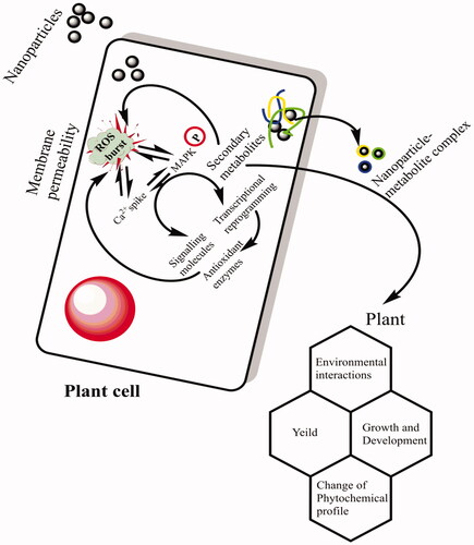 Figure 5. The proposed mechanism of action of AgNPs on cell signaling and secondary metabolism in cell cultures through elucidation of MAPK pathway.