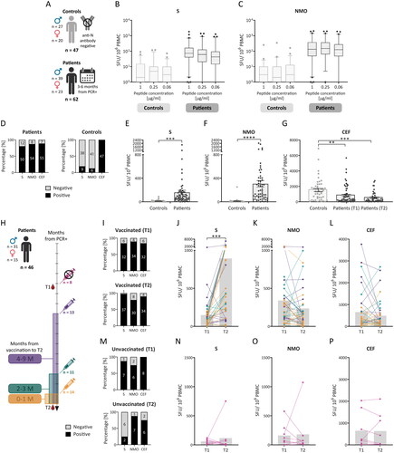 Figure 1. Memory T-cell response after SARS-CoV-2 infection and vaccination. Peripheral blood mononuclear cells (PBMCs) from 62 previously infected individuals (patients) isolated 3 to 6 months after a positive PCR test (T1) and 1 year apart (T2) and 47 controls (A) were analysed via the IFN-γ ELISPOT assay. PBMCs were incubated with SARS-CoV-2-specific peptide pools (S and NMO) at concentrations of 0.06 μg/mL, 0.25 μg/mL, or 1 μg/mL or with 1 μg/mL of the control CEF peptide pool. The results are expressed as the number of spot-forming units (SFUs) per 1 × 106 PBMCs and are shown as medians (lines in the boxes), 25-75% percentiles (dotted boxes), 5-95% percentiles (whiskers), and outliers for all peptide dilutions (B, C). Comparisons between the different antigen dilutions were performed by one-way ANOVA, with no statistically significant results. Samples were considered positive if there were two or more positive wells with peptide dilutions (according to the used algorithm; D). A further comparison of the SARS-CoV-2-specific response was performed only as a response to 1 µg/mL of the peptide pools (E, F). These data were analysed by an unpaired t test. A comparison of the response to CEF between controls and patients at T1 and T2 was also performed (G). The dotted bars express the means with individual values and SEMs (E-G). Sample positivity and response level to the S, NMO, and CEF pools were individually compared between the two time points (H) in vaccinated (I-L) and unvaccinated patients (M-P). The gray bars express the median values (J-l, N-P). These data were statistically analysed using paired t tests. SEM – standard error of the mean; *p < 0.05, **p < 0.01, ***p < 0.001, ****p < 0.0001.