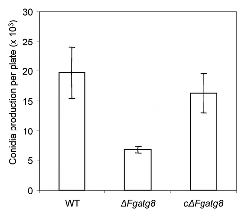 Figure 8. Conidia production of the different strains per DFM plate incubated 19 d at room temperature (22°C).