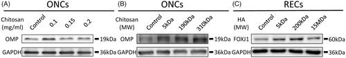 Figure 2. Determination of optimal concentrations and molecular weights of CS and HA with Western blot analyses. ONCs are treated with various concentrations of CS (A) and different molecular weights of CS (B). RECs are incubated with different molecular weights of HA (C).