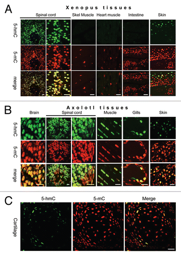 Figure 2 The distribution of 5-hydroxymethyl-cytosine in adult Xenopus (A) and axolotl (B and C) tissues. 5-hydroxymethylcytsoine and 5-methyl-cytosine have been detected in indicated tissues using 1:5,000 dilution of anti-5-hmC antibody. Immunostaining for 5-hmC, 5-mC and merge views are shown. Skel muscle-skeletal muscle. Scale bars are 20 µm.