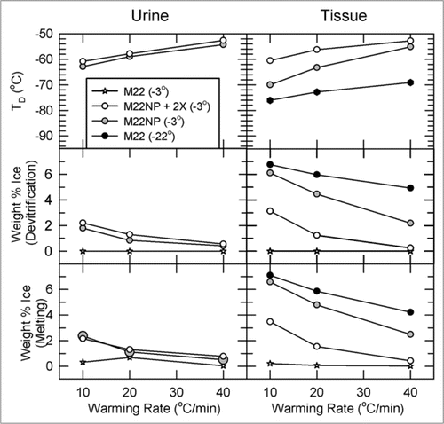 Figure 8 Temperature, extent and warming rate dependence of ice formation in urine (left) and tissue samples (right) obtained from kidneys subjected to the four protocols of Figure 6 and relationship between the amount of ice formed during devitrification and the amount of ice that thawed upon complete rewarming. Urine was not collected from the M22 kidneys perfused at −22°C. Upper: devitrification temperatures (TD); middle: the percentage of sample mass that crystallizes during devitrification; lower: the percentage of sample mass that melts upon continued warming. each point represents the mean of generally 5–6 independent measurements; devitrification temperatures are averaged only for those samples that devitrified. No devitrification event was observed for any specimen in the M22 −3°C group. Error bars omitted for clarity. Groups are represented as indicated in the inset. For discussion, see text.