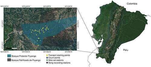 Figure 1. Study area: Bosque Protector Puyango (turquoise), located in southwestern Ecuador, bisected by the Puyango river and overlapping with Bosque Petrificado de Puyango (gray shaded area). Points indicate the sampling location, color-coded by method as follows, purple: song recording stations, blue: count points, green: mist-netting stations, and yellow: transect starting points.