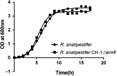 Figure 3. Growth curves for R. anatipestifer CH-1 and CH-1ΔermF. R. anatipestifer CH-1 and CH-1ΔermF were cultured (1-ml seed inoculation, overnight) in 100-ml TSB, and the growth curves were determined.