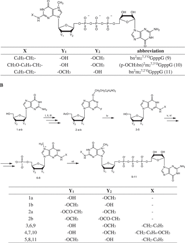 Figure 1. Structure and synthesis of new cap analogs. (i) MeCN, DMAP, Et3N, Ac2O, MeOH; (ii) NPE-OH, PPh3, DIAD, toluene, (iii) HF/pyridine, tBuONO, pyridine; (iv) RNH2, DMSO; (CH3)2NH/EtOH; (v) POCl3, trimethyl phosphate; (vi) MeI, DMSO; (vii) imGDP, ZnCl2, DMF