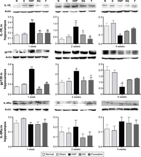 Figure 6 Effect of SJF on protein expression of IL-1RI, gp130, and IL-6Rα of PPD rats with HSP withdrawal.
