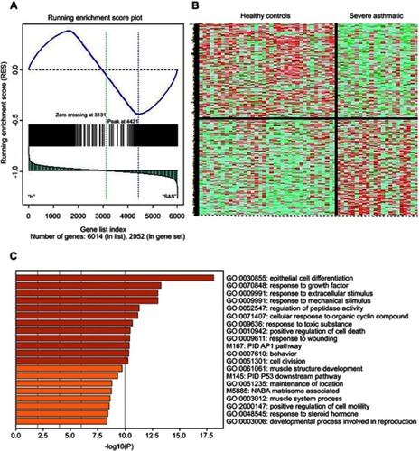 Figure 4 Gene Set Enrichment Analysis (GSEA) of the differentially expressed genes between severe asthmatic bronchial epithelium (n=22) and healthy bronchial epithelium (n=37) in GSE64913. (A) Distribution of the identified genes ranked according to their position (B) Heatmap image generated from the 2952 DEG between severe asthma and healthy controls which were later filtered into 225 genes (C) the top enriched pathways whether upregulated or downregulated in severe asthma compared to healthy controls using metascape (http://metascape.org): a gene annotation and analysis online resource that generates a graphical representation.