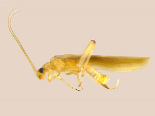Figure 7. Halticoperla viridans (Plecoptera: Notonemouridae) female with curved ovipositor.