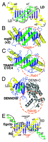 Figure 2. Longin and Roadblock domains form highly conserved platforms for small GTPases. (A) Diagram of a symmetric LD dimer. Structural elements in an LD are: a five-stranded β-meander oriented in the plane of the page (blue); the top face with a single helix (green), and the bottom face with two helices (yellow). RDs are circularly permuted forms with alternate start/stop sites (asterisks). Labels and connectors for the left-hand LD are in white and gray, and for the right-hand LD in black. The dimer interface consists of β3 and α1. A conformational switch in α1 from a short form (15 residues, 4 turns) to a long form (27 residues, 6.5 turns, extension labeled α1’) is found in some LDs, for example TRAPPC2 and TRAPPC4, and is associated with dimerization.Citation46,Citation54 (B) A homodimer of bacterial mglB forms an RD platform for the small GTPase mglA. The extent of the GTPase binding site is indicated by the red circle.Citation10 Color scheme as in A., with transparent green helices on the upper face. The RD only proteins MP1 and p14 form an almost identical dimer in human Ragulator.Citation9 (C) Heterodimers in TRAPP-I form an LD platform for Rab1. The complex of TRAPPC4 (also called synbindin, in yeast Trs23p), TRAPPC1 (Bet5p) and Rab1 (Ypt1p) is highly similar to mglA/B.Citation12 (D) DENN forms a platform for Rabs that includes an LD. DENND1B has a bi-lobed structure, with an N-terminal LD (residues 1-149, colors as in A) and a C-terminal α-β domain (residues 170–410, gray). Rab35 binds to the top surface, but considerably off center. A minority (6/21) of contacts is predicted to be with the LD.Citation13 (E) Different organization of the RD dimer in yeast Ego3p. Compared with parts A-D (above), the dimer is shown rotated 180° (upside-down). α1 (equivalent to α3 in LDs) is swapped between domains. The top helix (α2, in LDs = α1) does not approach the dimer interface, which consists of a sixth sheet adjacent to β3 (*), and the bottom helix (α3, in LDs = α2).Citation16 Accession numbers in parts B-E: 3T12, 3CUE, 3TW8 and 4FTX.