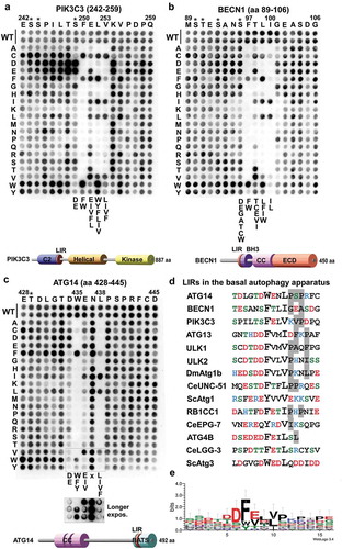 Figure 3. Substitution analyzes of the binding of GABARAPL1 to the LIR motifs of PIK3C3, BECN1 and ATG14 using 2D peptide arrays. Two-dimensional peptide arrays scans analyzing the effect of single amino acid substitutions at all positions of the indicated 18-mer peptides containing the functional LIR motifs from (a) PIK3C3 (amino acids 242–259); (b) BECN1 (amino acids 89–106) and (c) ATG14 (amino acids 428–445). Each position of the 18-mer peptides was replaced with all 20 amino acids. The array was probed with 1 µg/ml of GST-GABARAPL1 for 2 h and binding to GST-GABARAPL1 was detected with anti-GST antibody. Asterisks indicate the location of known phosphosites. (d) Alignments of the functional LIR motifs identified in components of the PtdIns3K complex I in this work with those previously identified in the human ULK1/2 complex, Drosophila Atg1b/DmATG1B, C. elegans UNC-51 (CeUNC-51), S. cerevisiae Atg1 (ScAtg1), human ATG4B, C. elegans Lgg-3 (CeLGG-3) and S. cerevisiae Atg3 (ScAtg3). Residues at positions C-terminal to the core LIR motif that are known to interact via hydrophobic interactions with HP2 (from this study) or may do so are boxed in gray. (e) A sequence logo illustrates the distribution of amino acids at each position of the aligned sequences.