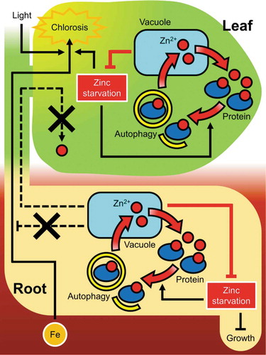 Figure 2. Mechanism of Zn deficiency tolerance via autophagic local Zn recycling. In leaves, Zn starvation induces autophagy which degrades intracellular structures and resupplies mobile Zn2+ ions. Zn deficiency promotes Fe uptake/translocation and induces chlorosis by light– and Fe-mediated ROS production. Autophagy in leaves recovers Zn2+ ions from intracellular constituents and thus alleviates the Zn starvation levels, suppressing this ROS production process. Similarly, in roots, there is the Zn homeostasis controlling cycle via autophagy, however, Zn2+ ions resupplied by root autophagy is not transported to leaves and therefore Fe uptake/translocation is not suppressed. Zn2+ ions resupplied in roots are probably used only in the roots, which suppresses root growth reduction under Zn starvation.