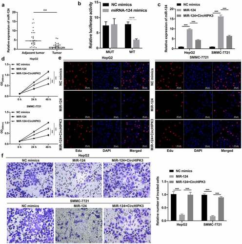 Figure 2. CircHIPK3 overexpression prominently reversed the inhibitory effects of miR-124 on the proliferation and invasion of HCC cells. (a) RT–qPCR analysis of miR-124 expression in HCC and tumor-adjacent tissues (n = 30). (b) The interaction between circHIPK3 and miR-124 was analyzed via dual luciferase reporter gene assay in HCC cells. (c) The change in miR-124 expression was confirmed by RT–qPCR in HepG2 and SMMC-7721 cells cotransfected with miR-124 mimics and circHIPK3 plasmids. (d and e) The impact of miR-124 and circHIPK3 on cell proliferation was tested through CCK-8 and EdU assays in HepG2 and SMMC-7721 cells. (f) After cotransfection with miR-124 mimics and circHIPK3 plasmids, a Transwell assay was utilized to determine the invasion capacity of HepG2 and SMMC-7721 cells, and the number of invaded cells was calculated in each region. ***P< 0.001.