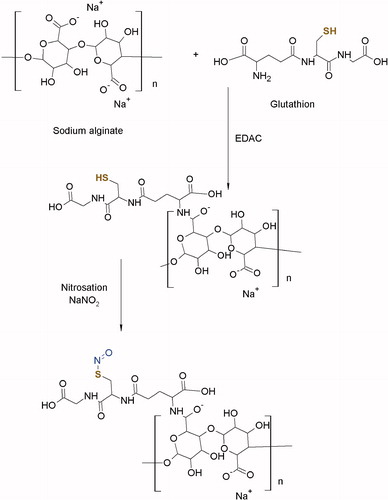 Figure 1. Reaction scheme for the synthesis of SNA. 1st step: synthesis of an alginate-glutathione conjugate. 2nd step: nitrosation of alginate-glutathione conjugate.