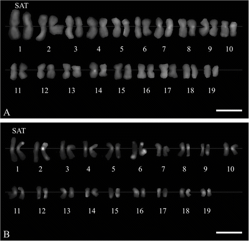 Figure 4 Karyograms of two Miscanthus sinensis genotypes (2n  =   38), C-banding/DAPI staining. (A) M. sinensis M07. (B) M. sinensis cv. Gracillimus. Satellite chromosomes (SAT) indicated. Scale bar   =   5 μm.