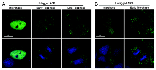 Figure 3. Untagged A3B and A3G are excluded from genomic DNA in the same manner as HA- and eGFP-tagged derivatives. (A) Images of HeLa cells transfected with untagged A3B labeled with anti-A3B and anti-rabbit FITC (top) then stained with Hoechst dye to illuminate the DNA (bottom). The indicated progression through telophase (early and late) was based on chromatin condensation. (B) Images of HeLa cells transfected with untagged A3G labeled with anti-A3G and anti-rabbit FITC (top) and DNA stain as before (bottom). Representative images are based on several telophase cells.